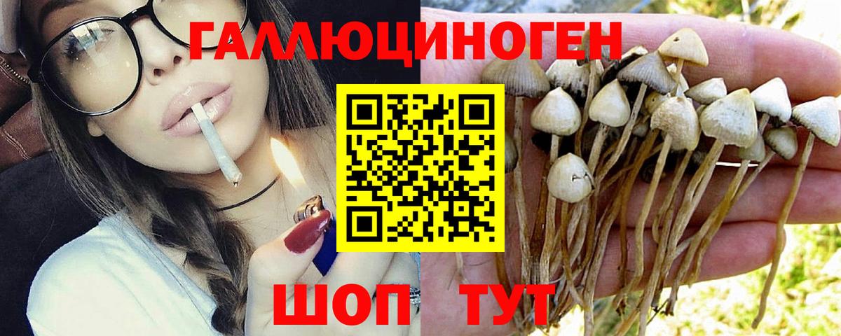 Псилоцибиновые грибы мицелий  Вход с VPN  Псилоцибиновые грибы Psilocybine cubensis  Михайловка 